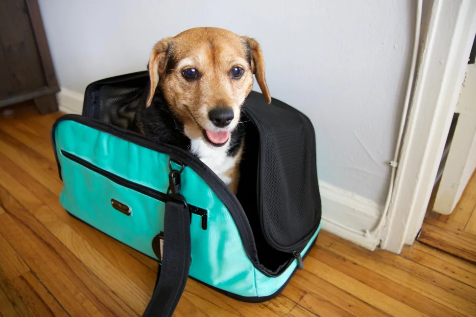 carrying sling for dogs