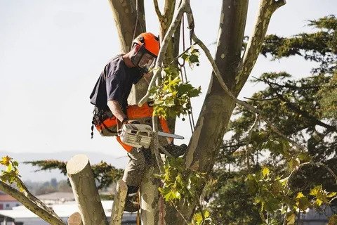 Emergency Tree Services