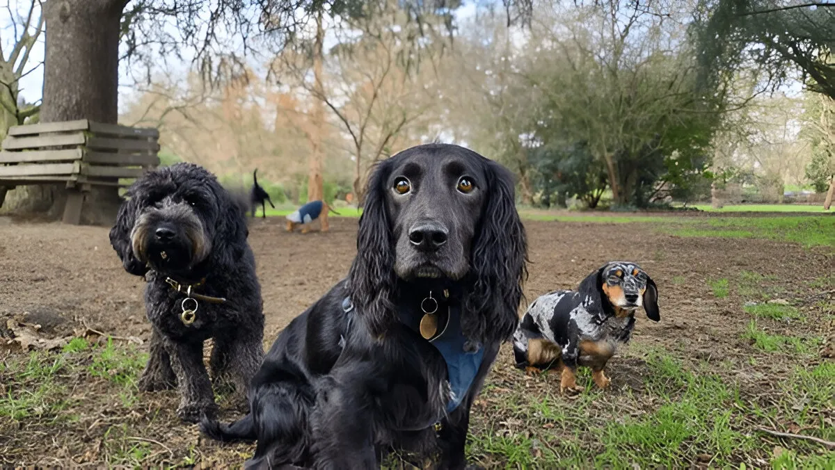 group dog trainnig classes