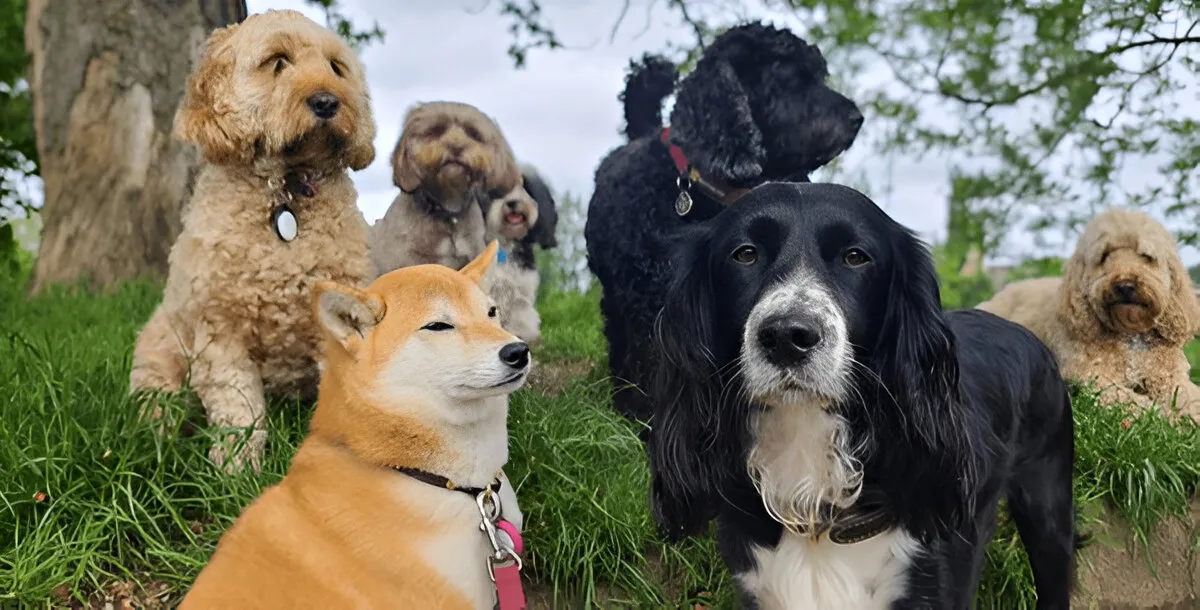 group dog training classes