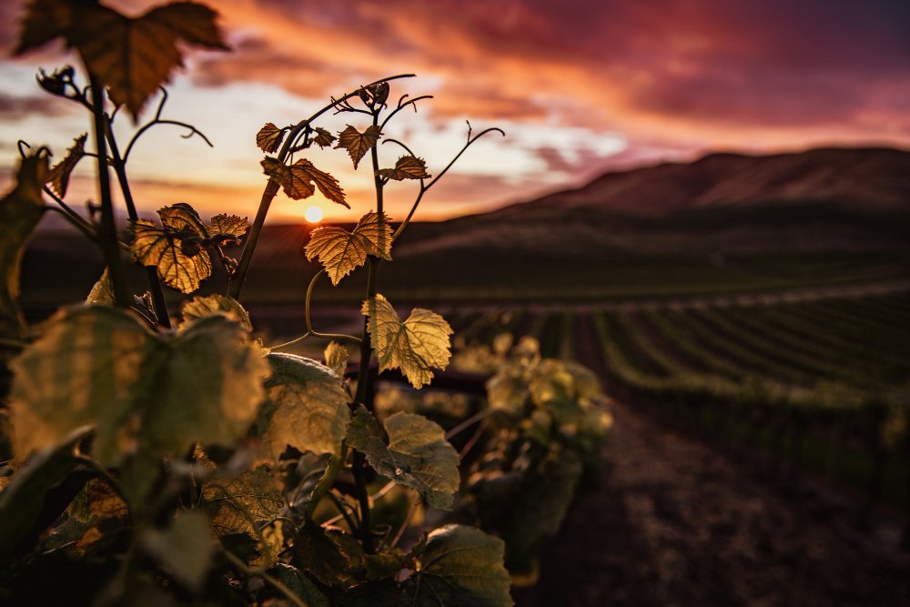 Heritage Vineyards & Winery