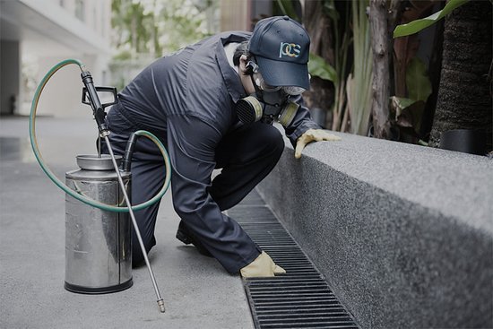 pest control in dubai