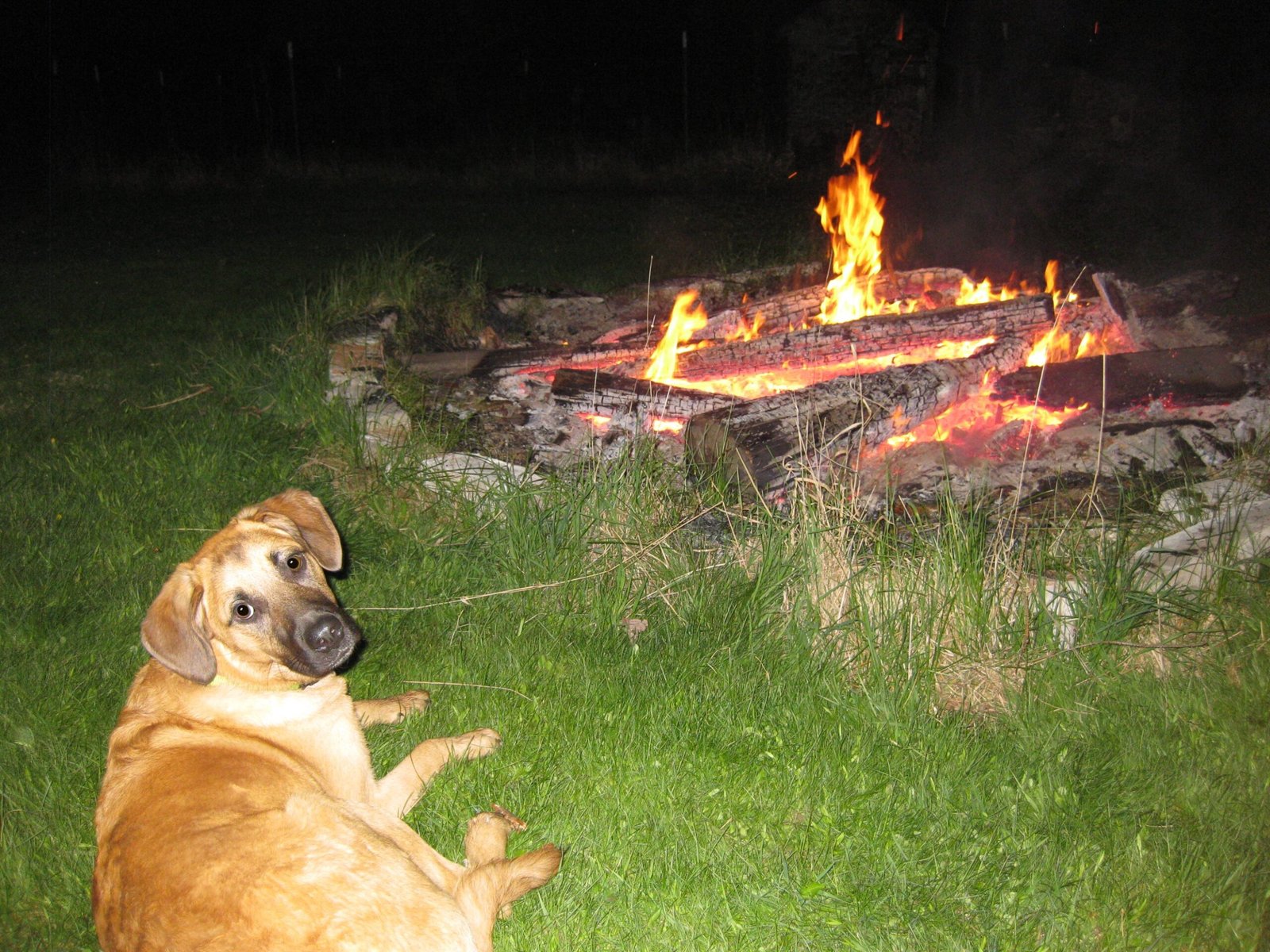 Dog Cremations