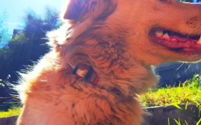 Summer Safety for Dogs