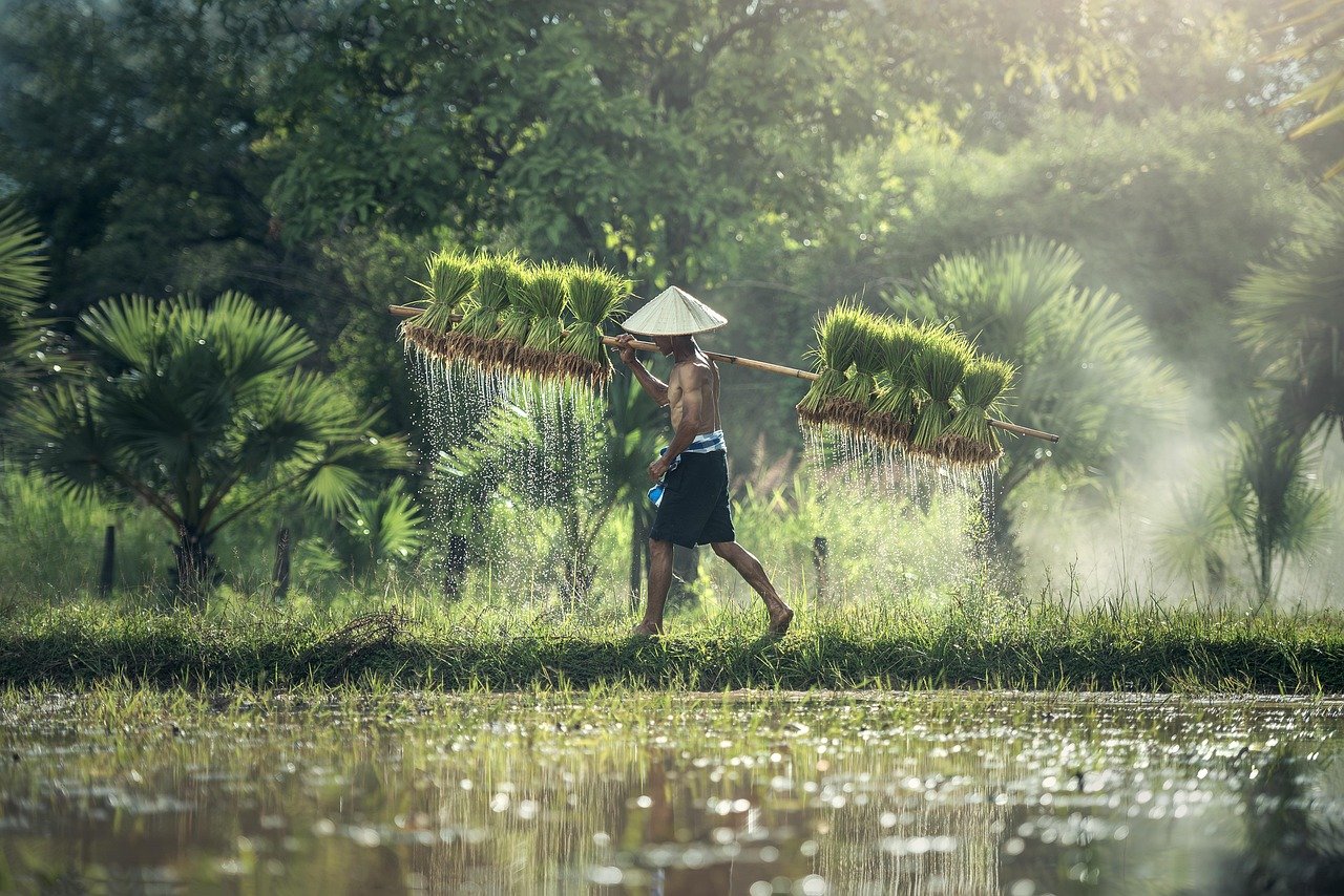 extra long grain basmati rice