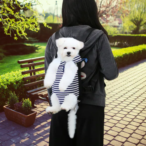 dog sling carry