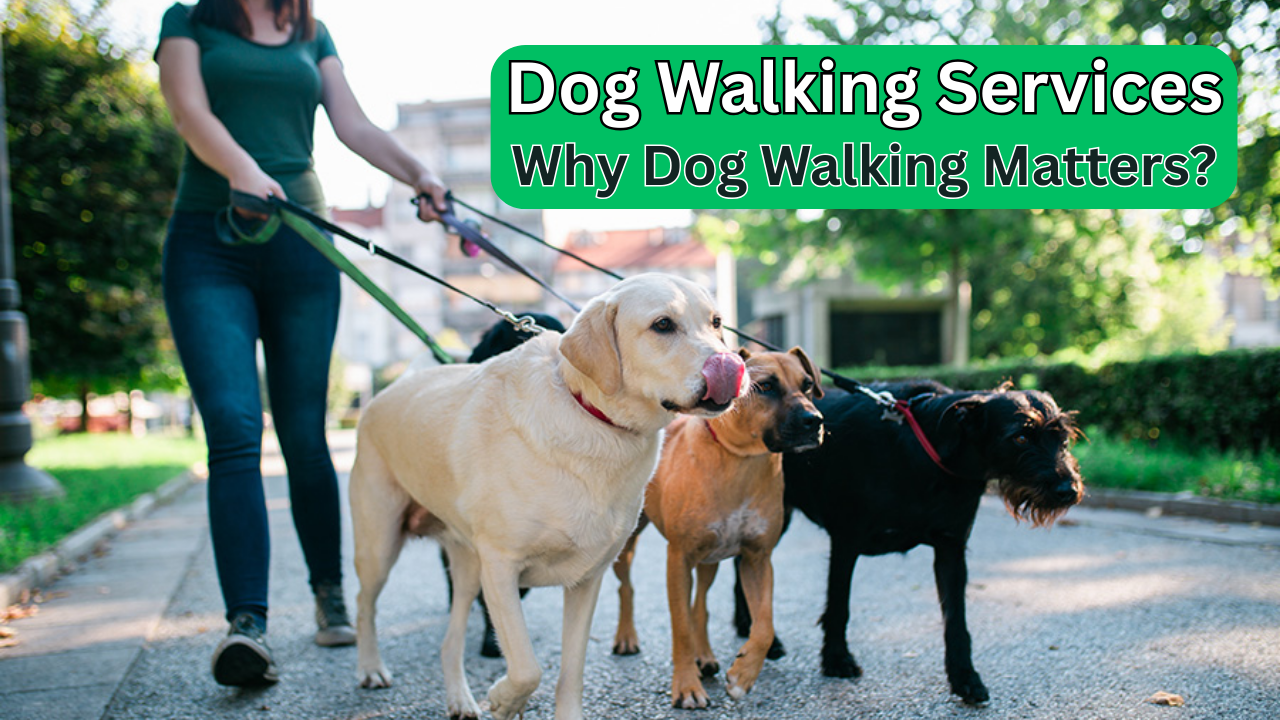 Dog Walking Services