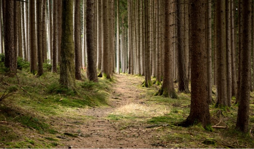 Precision Forestry Market