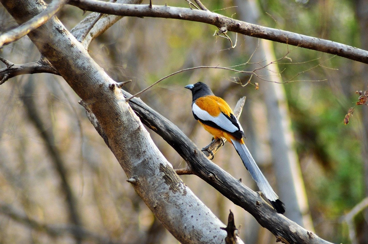 ranthambore tour