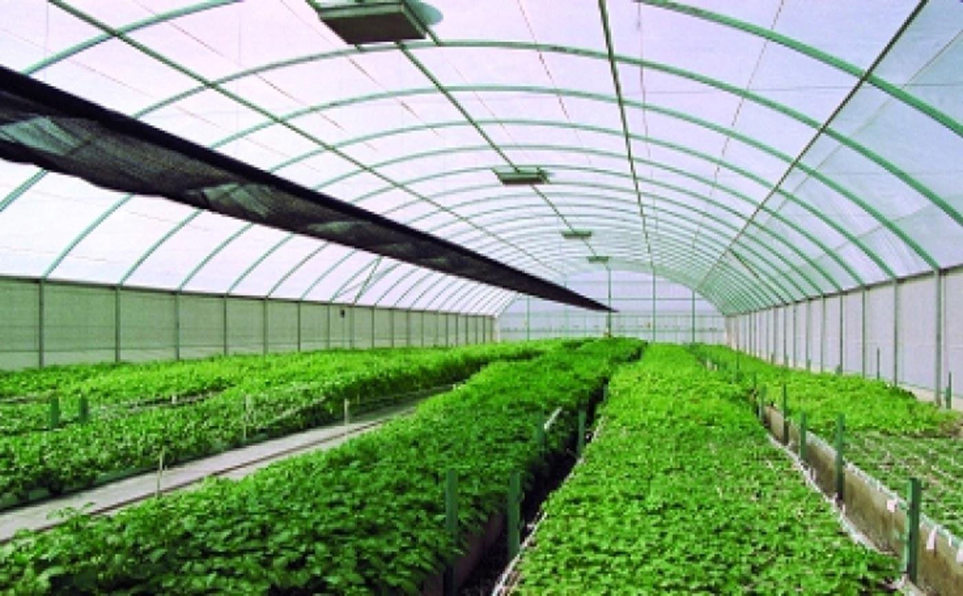 sun protection for plants