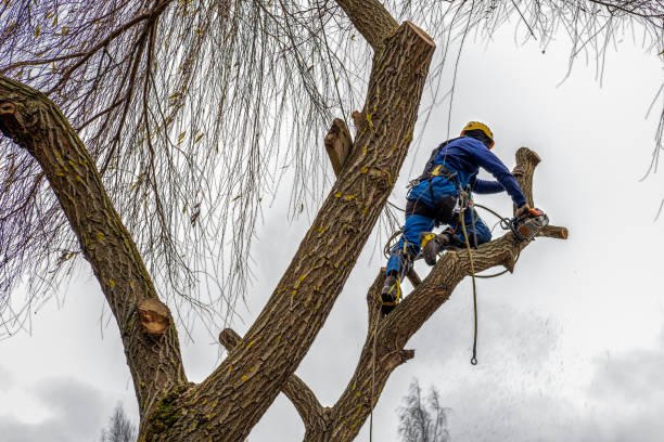 tree service detroit